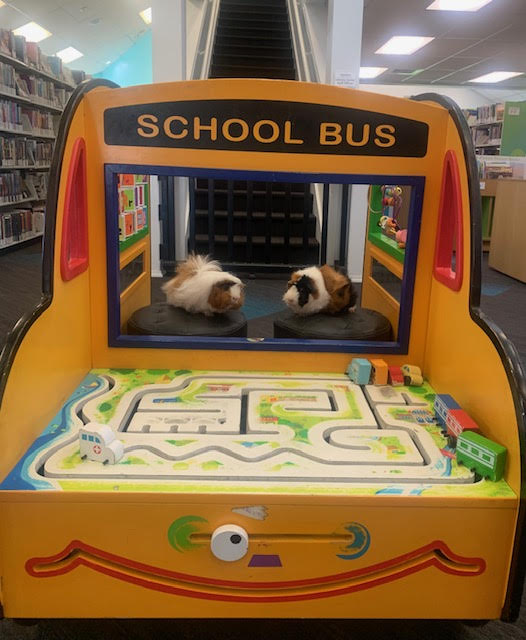 Two Guinea Pigs pose for a photo in the children's section of a library 